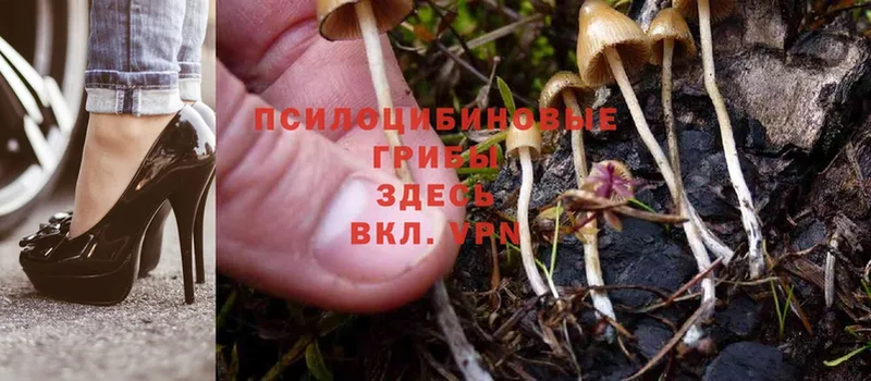 Псилоцибиновые грибы Psilocybe  как найти наркотики  Каменск-Уральский 